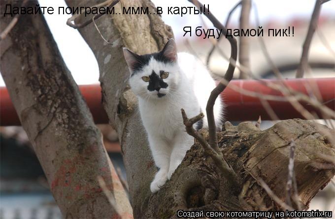 Давайте поиграем..ммм..в карты!! Я буду дамой пик!!... Котоматрица: Давайте поиграем..ммм..в карты!! Я буду дамой пик!!