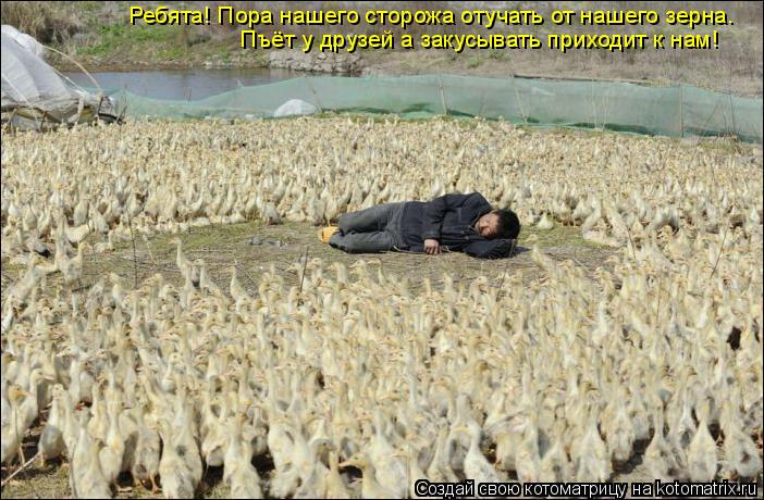 Ребята! Пора нашего сторожа отучать от нашего зерна. Пъёт у друзей а закусывать приходит к нам!... Котоматрица: Ребята! Пора нашего сторожа отучать от нашего зерна. Пъёт у друзей а закусывать приходит к нам!