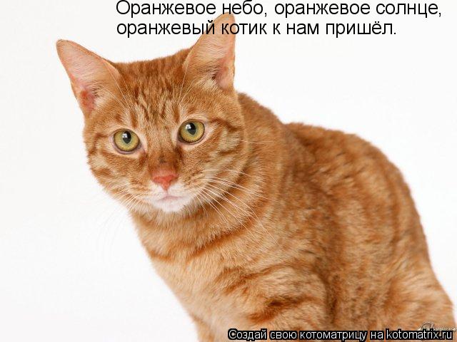 Оранжевое небо, оранжевое солнце, оранжевый котик к нам пришёл.... Котоматрица: Оранжевое небо, оранжевое солнце, оранжевый котик к нам пришёл.