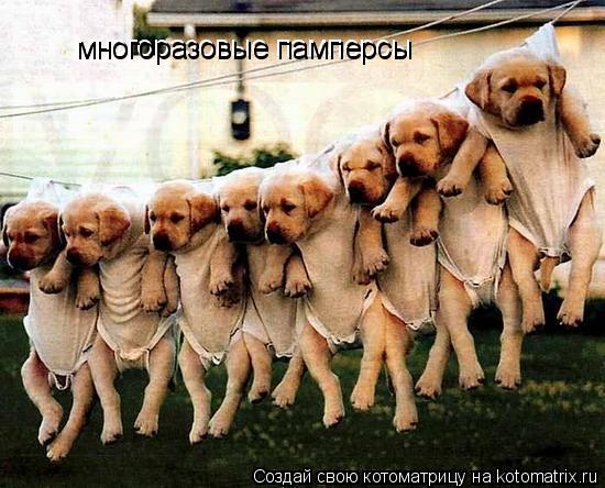многоразовые памперсы многоразовые памперсы... Котоматрица: многоразовые памперсы многоразовые памперсы