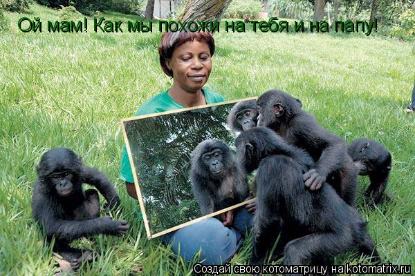 Ой мам! Как мы похожи на тебя и на папу!... Котоматрица: Ой мам! Как мы похожи на тебя и на папу!
