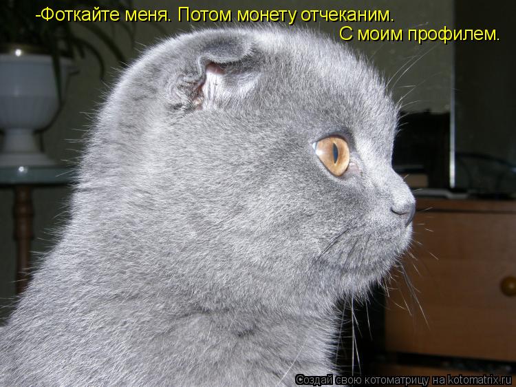 -Фоткайте меня. Потом монету отчеканим. С моим профилем.... Котоматрица: -Фоткайте меня. Потом монету отчеканим. С моим профилем.