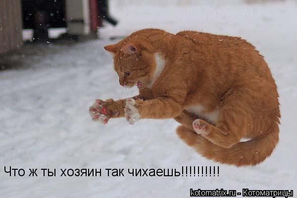 Что ж ты хозяин так чихаешь!!!!!!!!!!... Котоматрица: Что ж ты хозяин так чихаешь!!!!!!!!!!