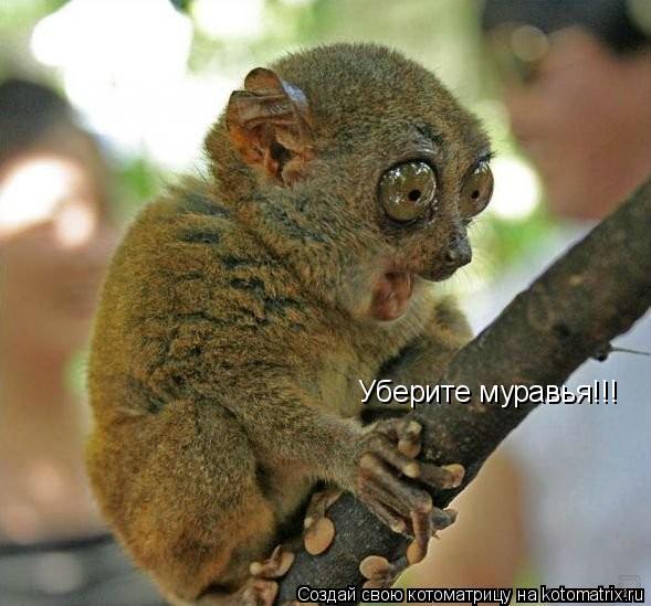 Уберите муравья!!!... Котоматрица: Уберите муравья!!!