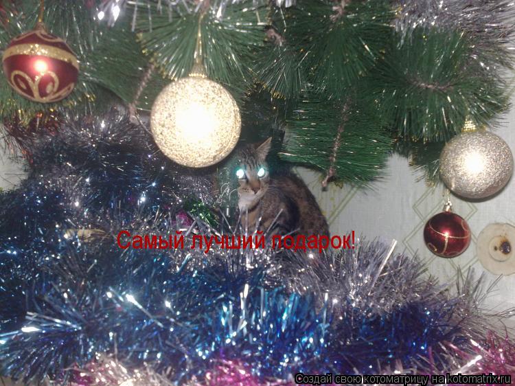 Самый лучший подарок!... Котоматрица: Самый лучший подарок!