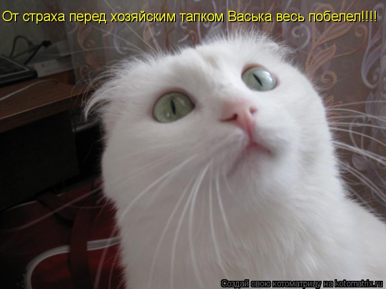 От страха перед хозяйским тапком Васька весь побелел!!!!... Котоматрица: От страха перед хозяйским тапком Васька весь побелел!!!!