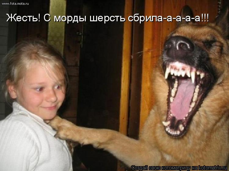 Жесть! С морды шерсть сбрила-а-а-а-а!!!... Котоматрица: Жесть! С морды шерсть сбрила-а-а-а-а!!!