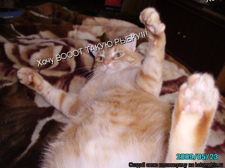 Хочу ВОООТ ТАКУЮ РЫБКУ!!! Хочу ВОООТ ТАКУЮ РЫБКУ!!!... Котоматрица: Хочу ВОООТ ТАКУЮ РЫБКУ!!! Хочу ВОООТ ТАКУЮ РЫБКУ!!!