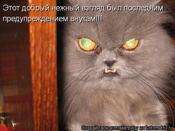 Этот добрый нежный взгляд был последним предупреждением внукам!!!... Котоматрица: Этот добрый нежный взгляд был последним предупреждением внукам!!!