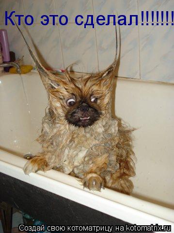 Кто это сделал!!!!!!!... Котоматрица: Кто это сделал!!!!!!!