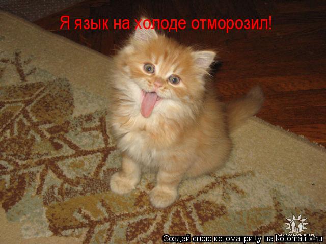 Я язык на холоде отморозил!... Котоматрица: Я язык на холоде отморозил!