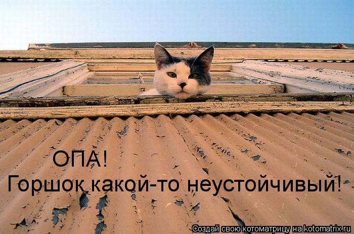 ОПА! Горшок какой-то неустойчивый!... Котоматрица: ОПА! Горшок какой-то неустойчивый!