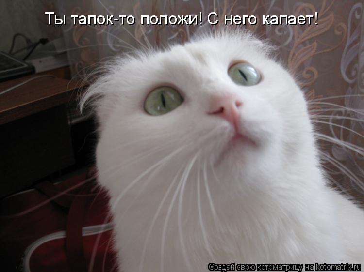 Ты тапок-то положи! С него капает!... Котоматрица: Ты тапок-то положи! С него капает!
