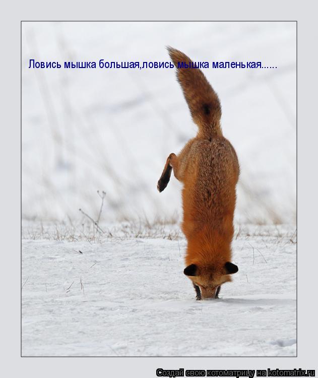 Ловись мышка большая,ловись мышка маленькая......... Котоматрица: Ловись мышка большая,ловись мышка маленькая......