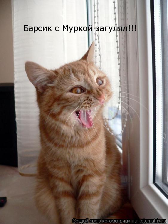 Барсик с Муркой загулял!!!... Котоматрица: Барсик с Муркой загулял!!!