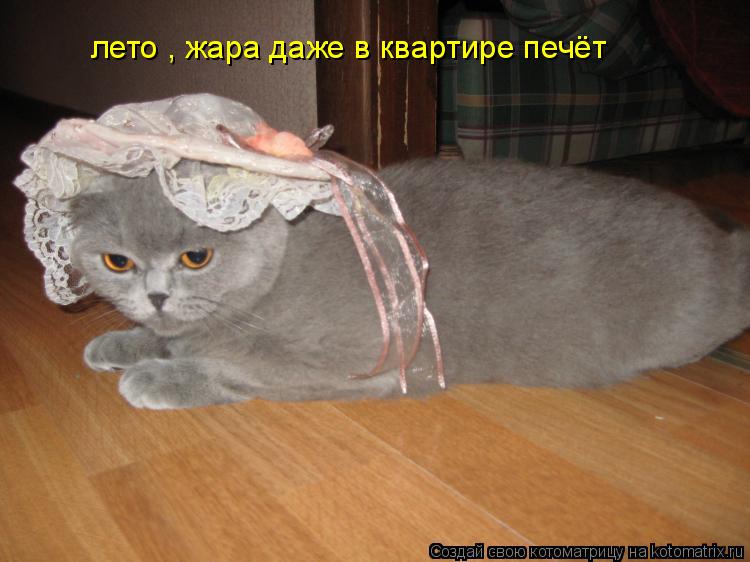 лето , жара даже в квартире печёт... Котоматрица: лето , жара даже в квартире печёт