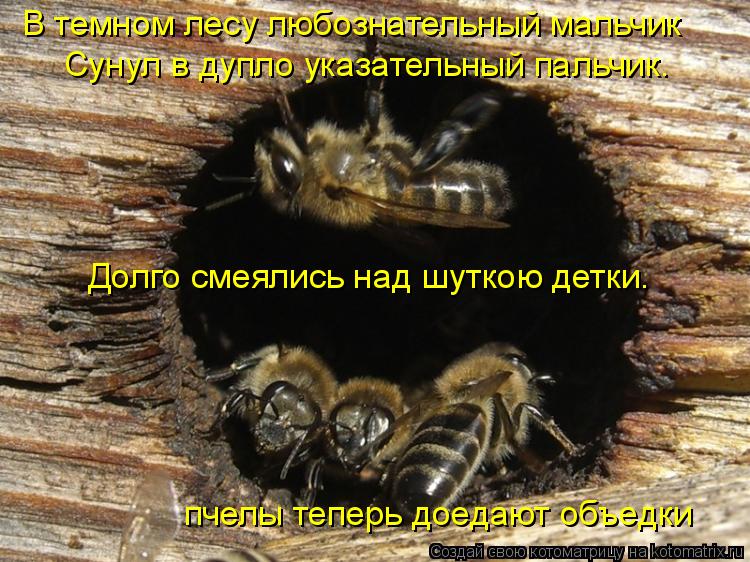 В темном лесу любознательный мальчик Сунул в дупло указательный пальчик. Долго смеялись над шуткою де... Котоматрица: В темном лесу любознательный мальчик Сунул в дупло указательный пальчик. Долго смеялись над шуткою детки. пчелы теперь доедают объедки