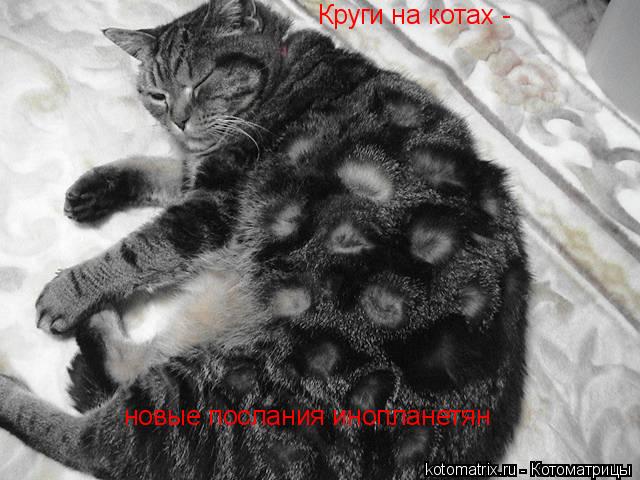 Круги на котах - новые послания инопланетян... Котоматрица: Круги на котах - новые послания инопланетян