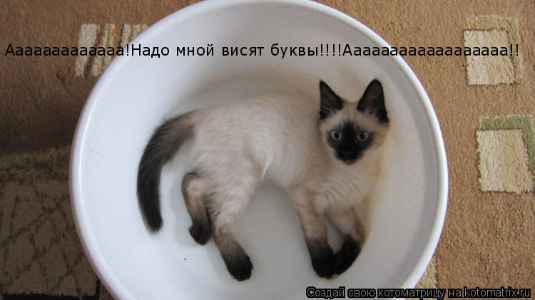 Ааааааааааааа!Надо мной висят буквы!!!!Аааааааааааааааааа!!... Котоматрица: Ааааааааааааа!Надо мной висят буквы!!!!Аааааааааааааааааа!!