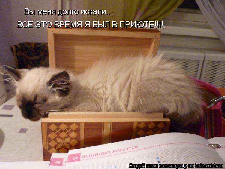 Вы меня долго искали... ВСЕ ЭТО ВРЕМЯ Я БЫЛ В ПРИЮТЕ!!!!... Котоматрица: Вы меня долго искали... ВСЕ ЭТО ВРЕМЯ Я БЫЛ В ПРИЮТЕ!!!!