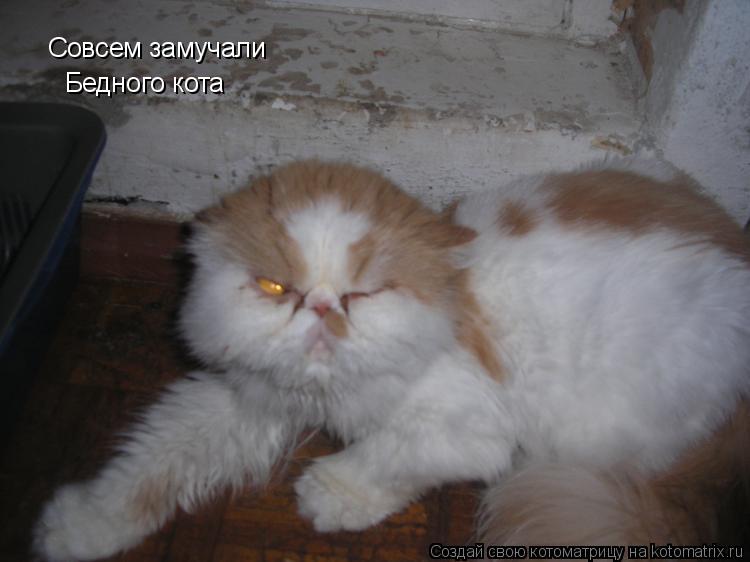 Совсем замучали Бедного кота... Котоматрица: Совсем замучали Бедного кота