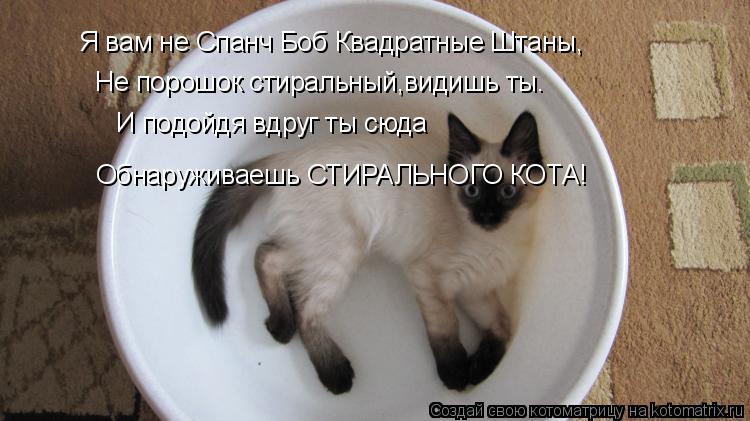 Я вам не Спанч Боб Квадратные Штаны, Не порошок стиральный,видишь ты. И подойдя вдруг ты сюда Обнаруж... Котоматрица: Я вам не Спанч Боб Квадратные Штаны, Не порошок стиральный,видишь ты. И подойдя вдруг ты сюда Обнаруживаешь СТИРАЛЬНОГО КОТА!