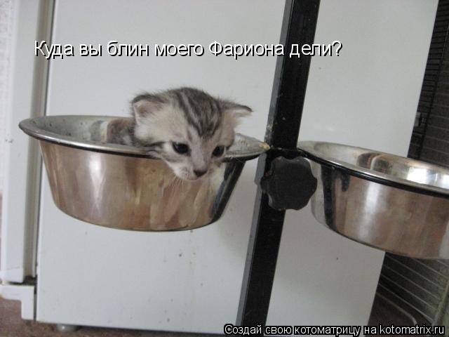 Куда вы блин моего Фариона дели?... Котоматрица: Куда вы блин моего Фариона дели?