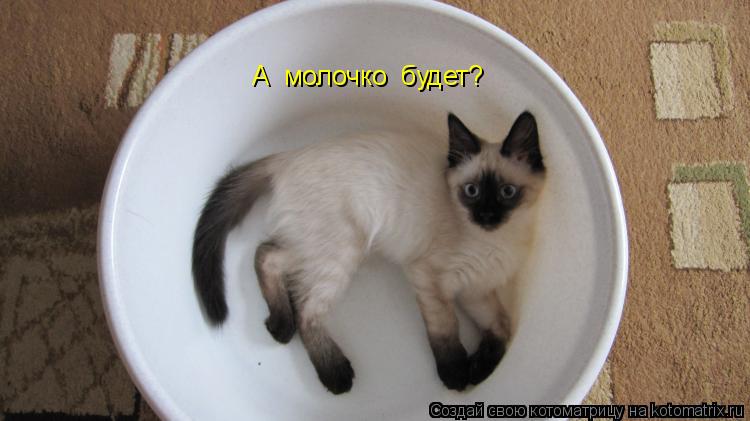 А молочко будет?... Котоматрица: А молочко будет?
