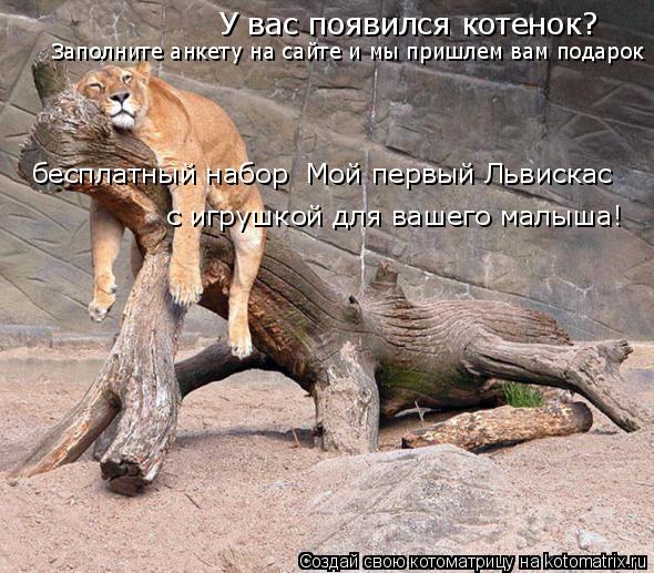 У вас появился котенок? Заполните анкету на сайте и мы пришлем вам подарок бесплатный набор «Мой пер... Котоматрица: У вас появился котенок? Заполните анкету на сайте и мы пришлем вам подарок бесплатный набор «Мой первый Львискас» с игрушкой для вашего ма