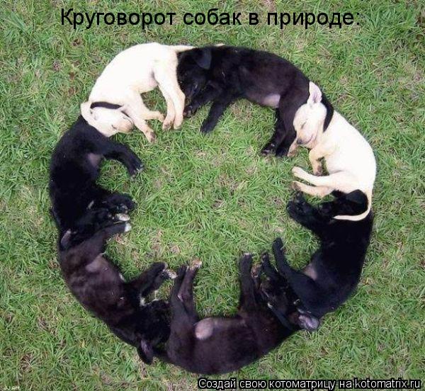 Круговорот собак в природе:... Котоматрица: Круговорот собак в природе: