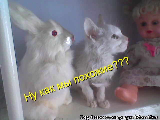 Ну как мы похожие???... Котоматрица: Ну как мы похожие???