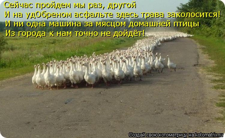 Сейчас пройдем мы раз, другой И на удОбреном асфальте здесь трава заколосится! И ни одна машина за мя... Котоматрица: Сейчас пройдем мы раз, другой И на удОбреном асфальте здесь трава заколосится! И ни одна машина за мясцом домашней птицы Из города к нам точ