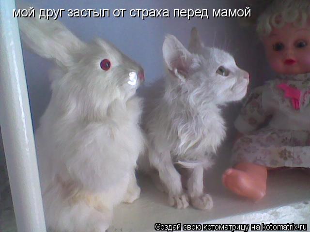 мой друг застыл от страха перед мамой... Котоматрица: мой друг застыл от страха перед мамой