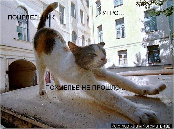 ПОНЕДЕЛЬНИК ПОХМЕЛЬЕ НЕ ПРОШЛО... ... ... УТРО...... Котоматрица: ПОНЕДЕЛЬНИК ПОХМЕЛЬЕ НЕ ПРОШЛО... ... ... УТРО...