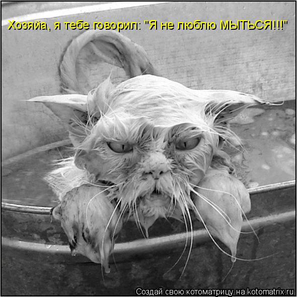 Хозяйа, я тебе говорил: "Я не люблю МЫТЬСЯ!!!"... Котоматрица: Хозяйа, я тебе говорил: "Я не люблю МЫТЬСЯ!!!"