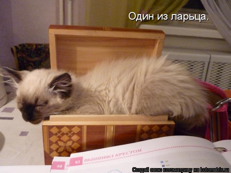 Один из ларьца.... Котоматрица: Один из ларьца.