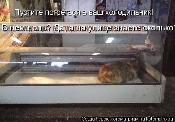 Пустите погреться в ваш холодильник! В нем ноль? Да, а на улице знаете сколько?!!!... Котоматрица: Пустите погреться в ваш холодильник! В нем ноль? Да, а на улице знаете сколько?!!!