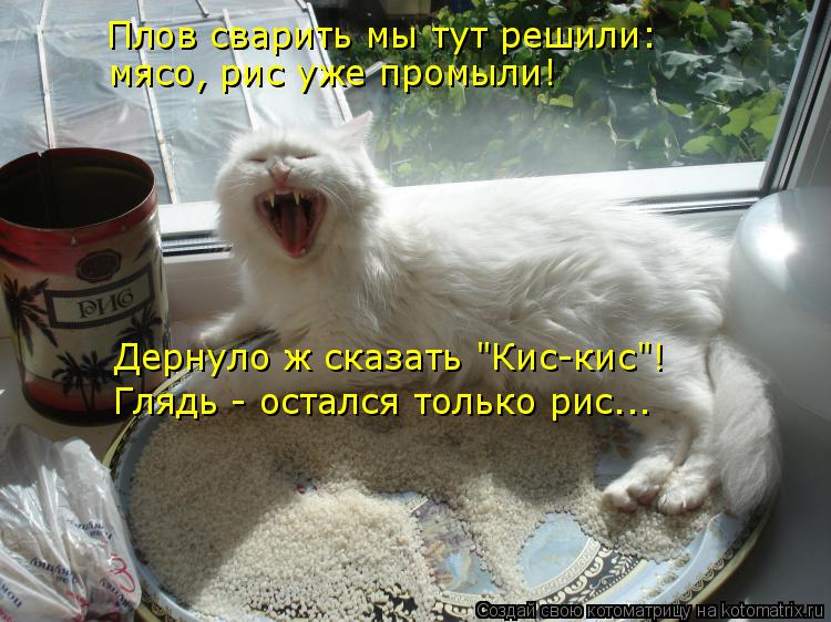 Плов сварить мы тут решили: мясо, рис уже промыли! Дернуло ж сказать "Кис-кис"! Глядь - остался тольк... Котоматрица: Плов сварить мы тут решили: мясо, рис уже промыли! Дернуло ж сказать "Кис-кис"! Глядь - остался только рис...