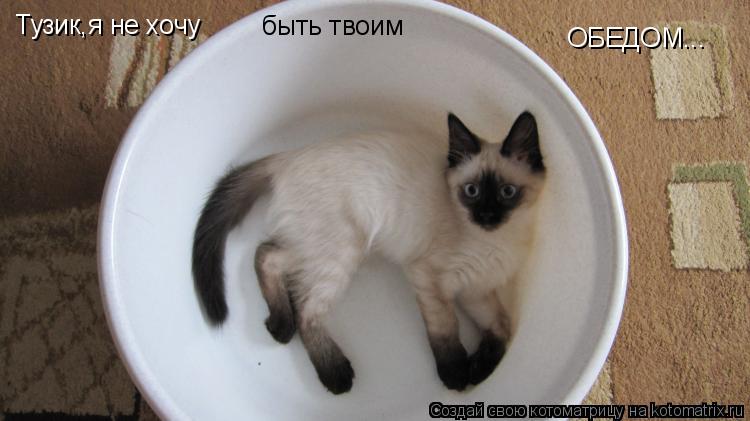 Тузик,я не хочу быть твоим ОБЕДОМ...... Котоматрица: Тузик,я не хочу быть твоим ОБЕДОМ...