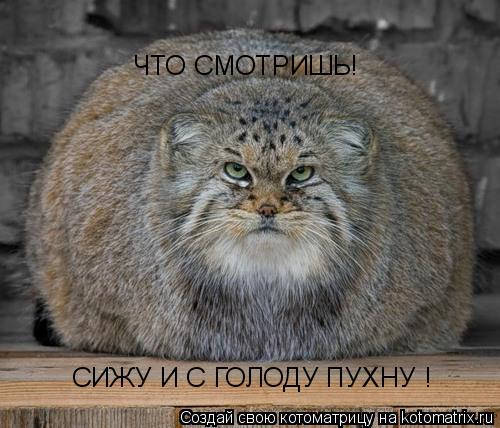 ЧТО СМОТРИШЬ! СИЖУ И С ГОЛОДУ ПУХНУ !... Котоматрица: ЧТО СМОТРИШЬ! СИЖУ И С ГОЛОДУ ПУХНУ !