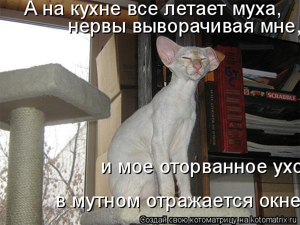 А на кухне все летает муха, нервы выворачивая мне, и мое оторванное ухо в мутном отражается окне...... Котоматрица: А на кухне все летает муха, нервы выворачивая мне, и мое оторванное ухо в мутном отражается окне...