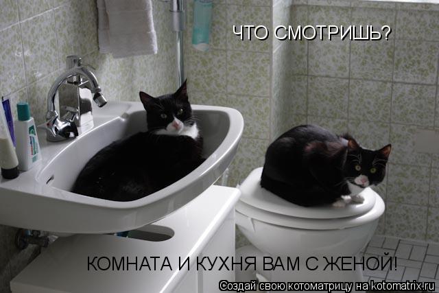 ЧТО СМОТРИШЬ? КОМНАТА И КУХНЯ ВАМ С ЖЕНОЙ!... Котоматрица: ЧТО СМОТРИШЬ? КОМНАТА И КУХНЯ ВАМ С ЖЕНОЙ!