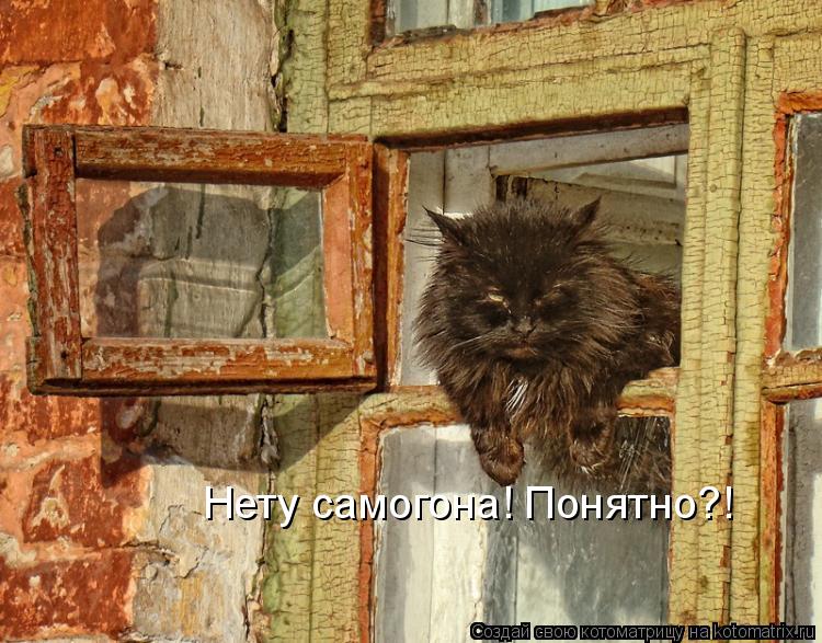 Нету самогона! Понятно?!... Котоматрица: Нету самогона! Понятно?!