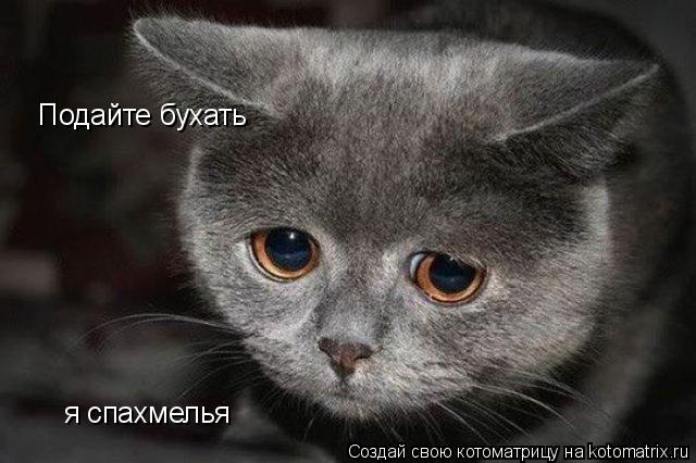 Котоматрица: Подайте бухать я спахмелья