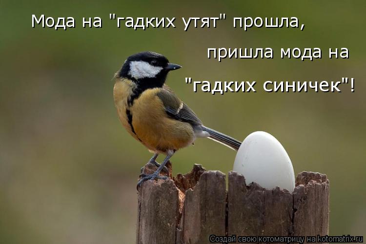 Мода на "гадких утят" прошла, пришла мода на "гадких синичек"!... Котоматрица: Мода на "гадких утят" прошла, пришла мода на "гадких синичек"!
