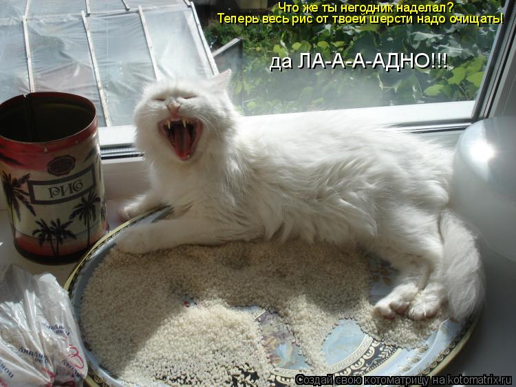 Что же ты негодник наделал? Теперь весь рис от твоей шерсти надо очищать! да ЛА-А-А-АДНО!!!... Котоматрица: Что же ты негодник наделал? Теперь весь рис от твоей шерсти надо очищать! да ЛА-А-А-АДНО!!!