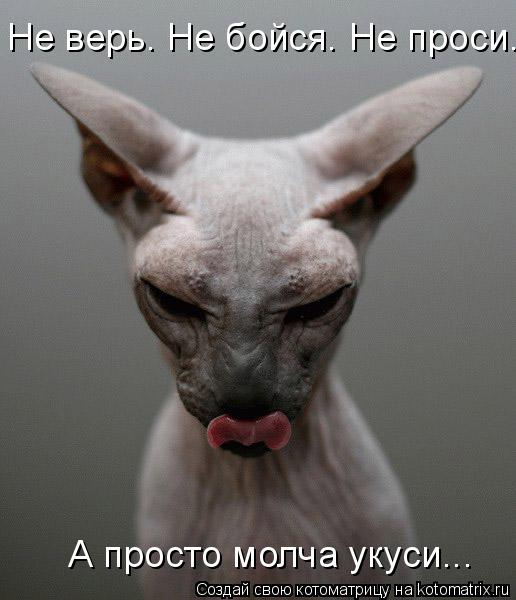 А просто молча укуси... Не верь. Не бойся. Не проси.... Котоматрица: А просто молча укуси... Не верь. Не бойся. Не проси.