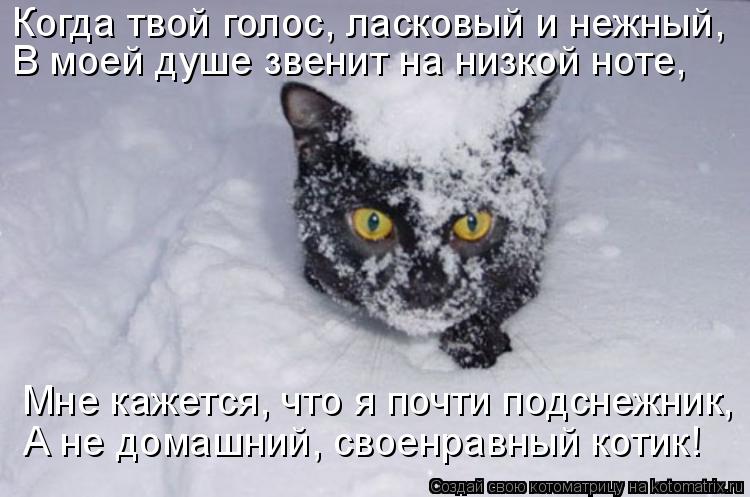 Когда твой голос, ласковый и нежный, В моей душе звенит на низкой ноте, Мне кажется, что я почти по... Котоматрица: Когда твой голос, ласковый и нежный, В моей душе звенит на низкой ноте, Мне кажется, что я почти подснежник, А не домашний, своенравный коти
