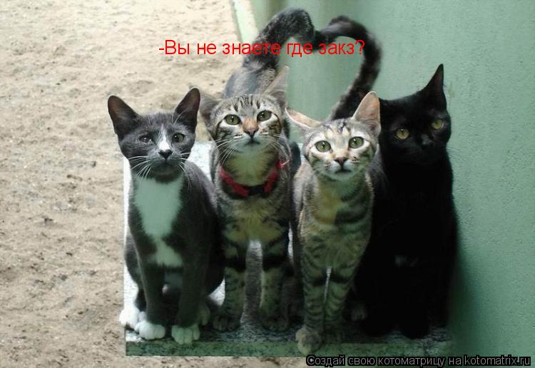 -Вы не знаете где закз?... Котоматрица: -Вы не знаете где закз?