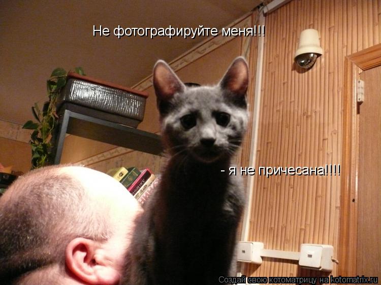 Не фотографируйте меня!!! - я не причесана!!!!... Котоматрица: Не фотографируйте меня!!! - я не причесана!!!!